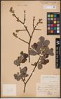 Foto von Salix aurita L. x Salix cinerea L.